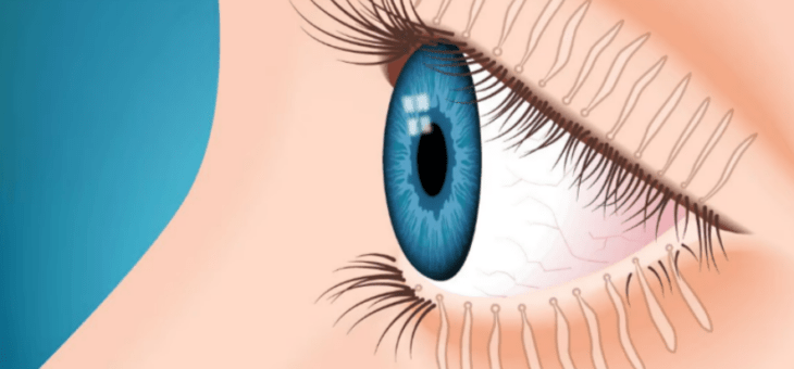 Glândulas de Meibômio: as glândulas invisíveis que podem sabotar a saúde dos olhos